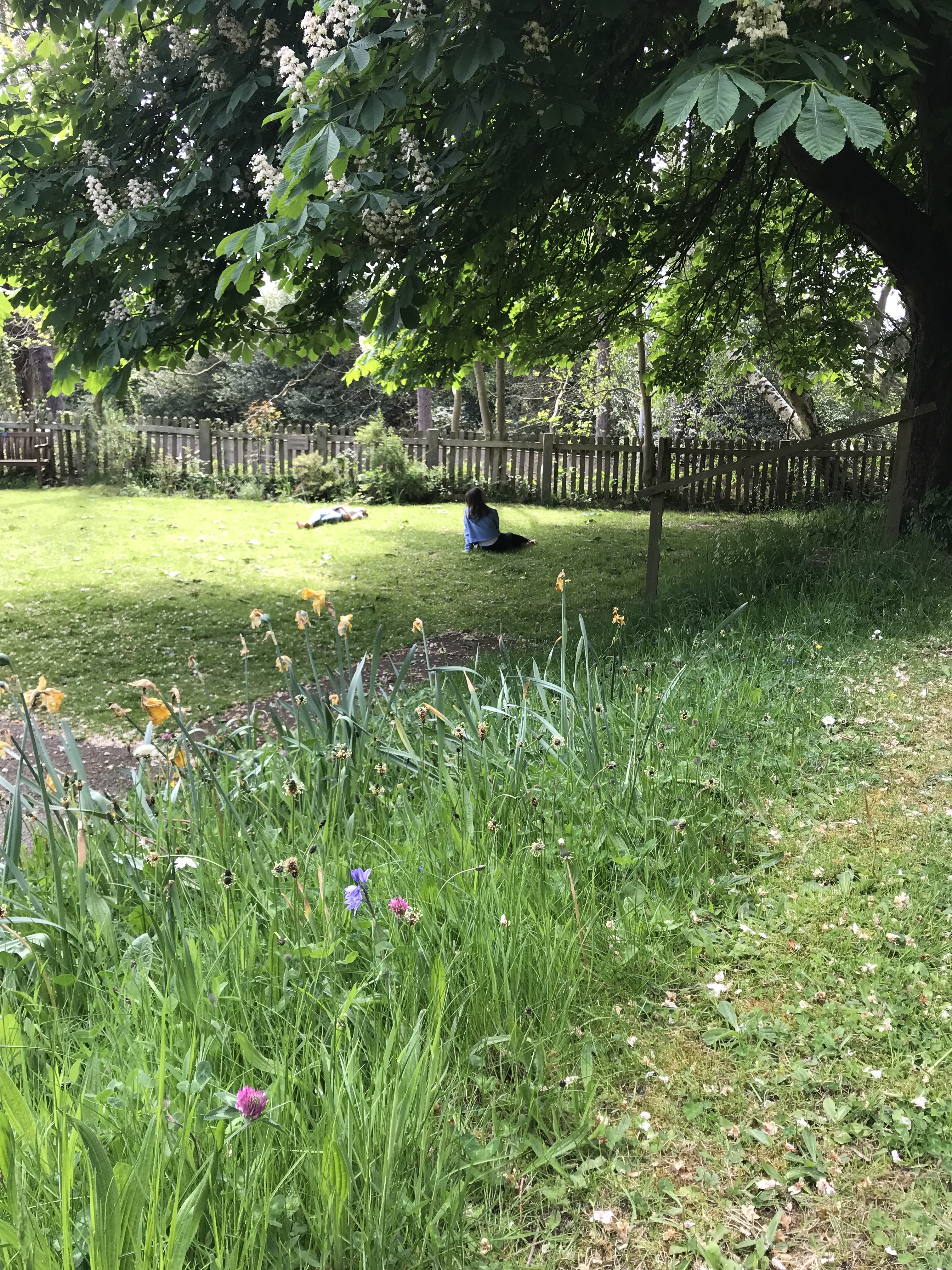 Daffodil bank in the church grounds.